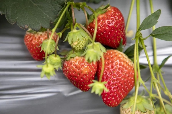 3草莓不僅個大飽滿，口感也特別甜。.jpg