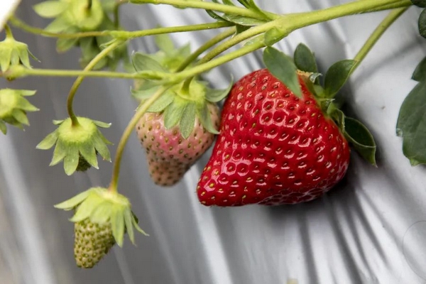 4草莓不僅個大飽滿，口感也特別甜。.jpg