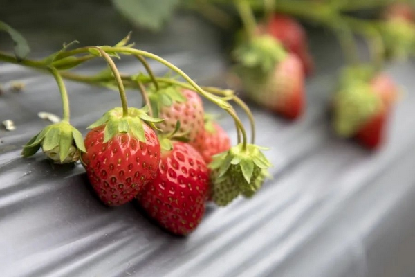 5草莓不僅個大飽滿，口感也特別甜。.jpg