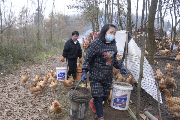 大水乡后坝村：抓住“鸡遇”  发展林下养殖。