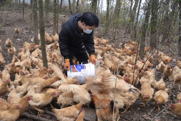 大水乡后坝村：抓住“鸡遇”  发展林下养殖。