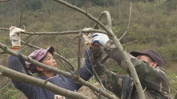 圖為村民對梨樹修枝剪枝管護。.jpg