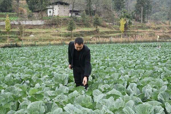 桐梓“产业发展之星”彭天宇：返乡种植蔬菜带领村民走上致富路
