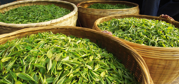贵州省毕节市纳雍县出产的优质茶青。李践摄