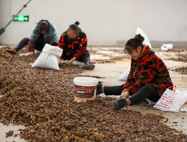 12月8日，工人在玉屏油茶精深加工廠內挑選油茶籽。
