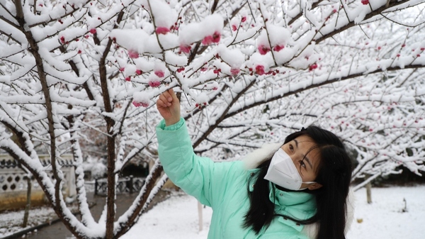 各类大小树木一枝枝、一簇簇堆满瑞雪，疏影横斜 伍维玉 摄.jpg