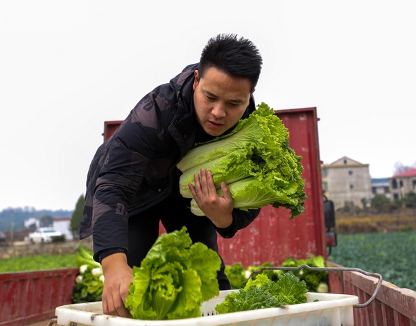 採收白菜。