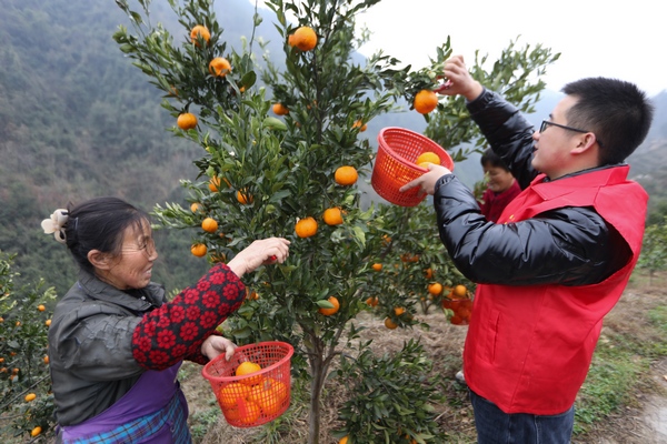 志愿者摘柑橘。