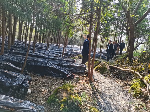 石阡县关工委”科技服务团“深入林下种植基地调研。