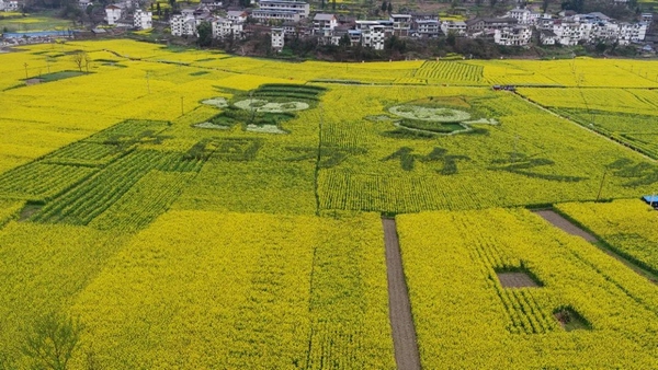 獅溪鎮油菜培示范點。