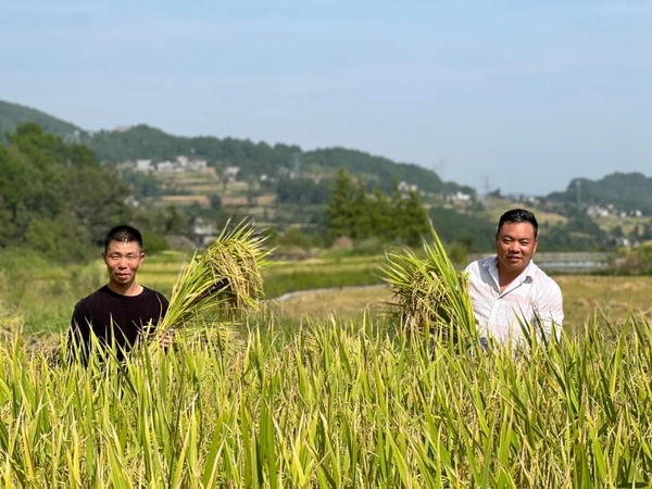 藏糧於地。