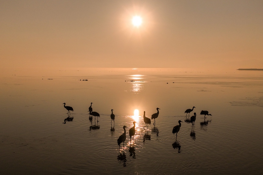 2023年1月9日，在贵州威宁草海国家级自然保护区栖息的黑颈鹤（无人机照片）。