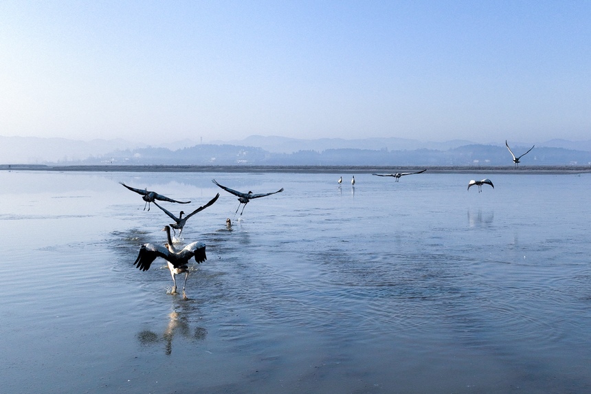 2023年1月9日，在贵州威宁草海国家级自然保护区栖息的黑颈鹤（无人机照片）。