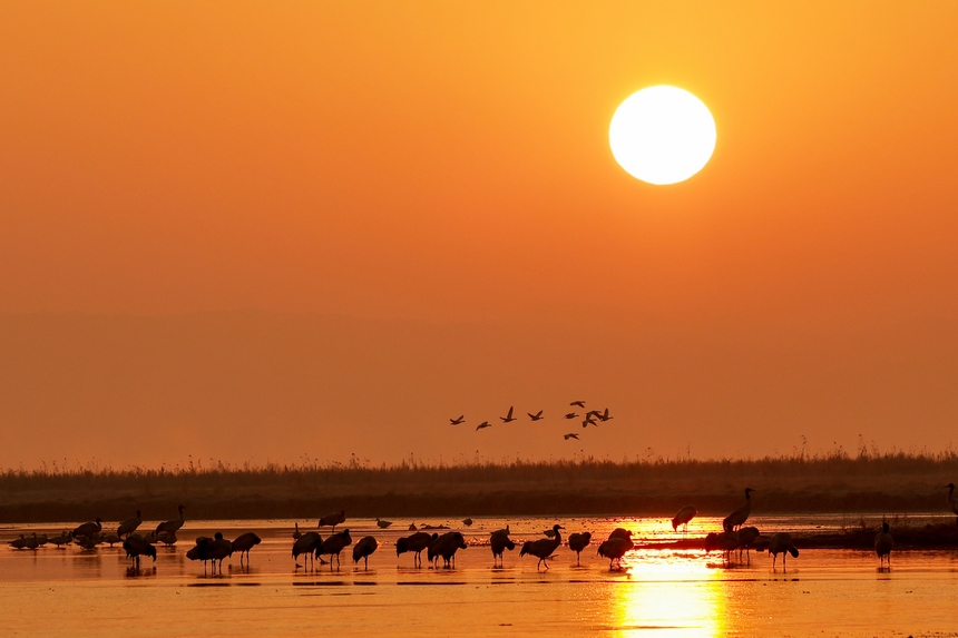 2023年1月9日，在贵州威宁草海国家级自然保护区栖息的黑颈鹤。
