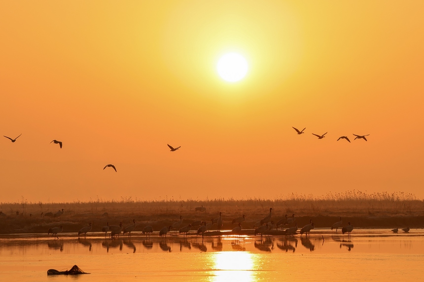 2023年1月9日，在贵州威宁草海国家级自然保护区栖息的黑颈鹤。
