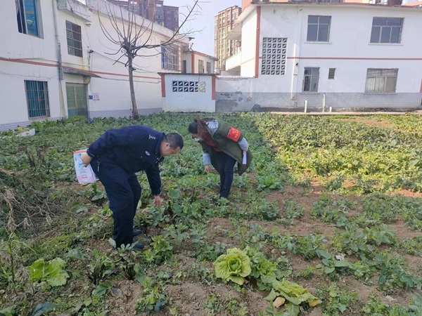 图为：禁毒社工到居民菜地里开展铲毒踏查