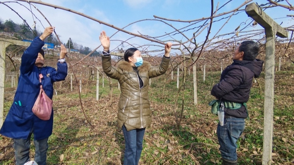 農藝師正在給種植戶指導獼猴桃冬季管理 李宇 攝.jpg