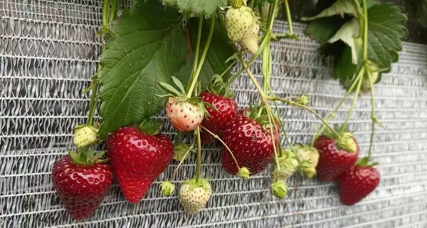 绿野白花间缀满一颗颗鲜红的草莓。