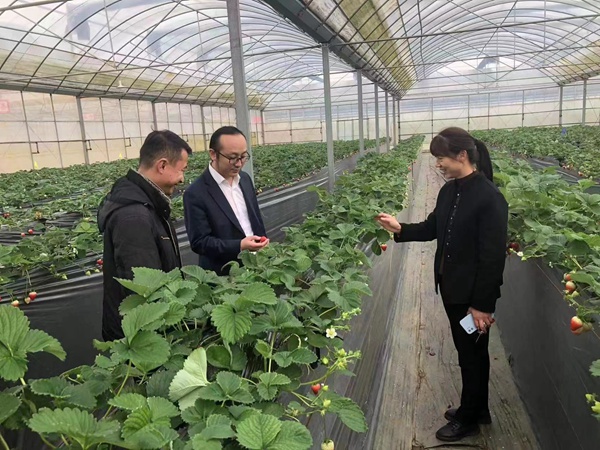 图为工行安顺分行客户经理走访草莓种植基地。