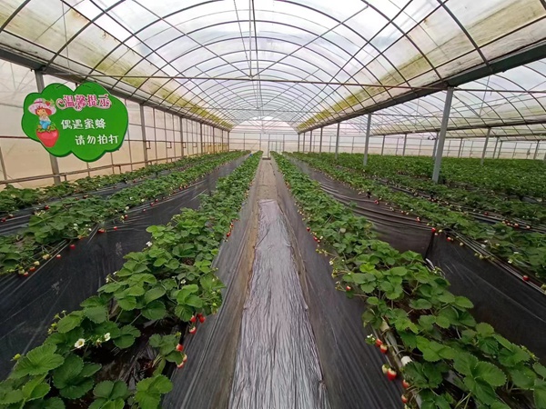 图为安顺欣丞农业科技发展有限公司草莓种植大棚。