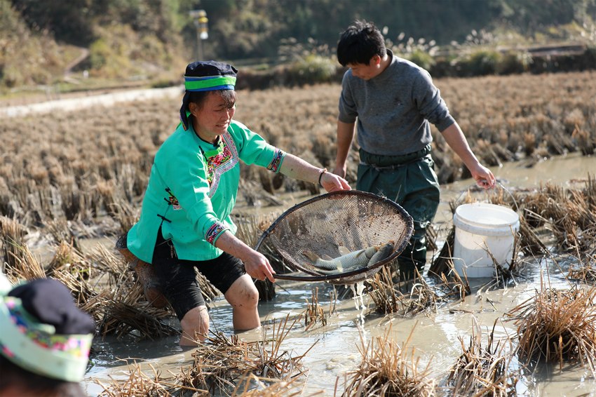 1月14日，村民在劍河縣太擁鎮柳開村水田裡捉魚。