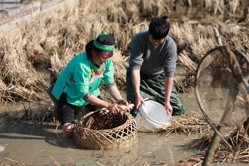 1月14日，村民在劍河縣太擁鎮柳開村水田裡捉魚。