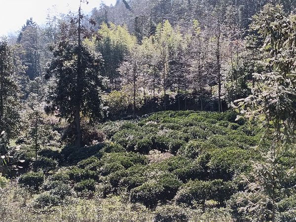 2.绿油油的茶园。