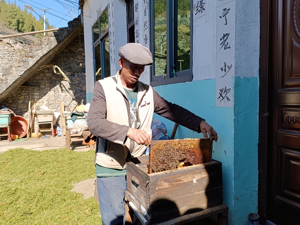 4.收割蜂蜜。
