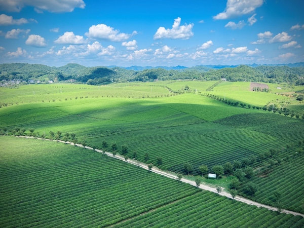 建行贵州省分行授信4亿元支持贵州茗城农商旅公司乡村振兴茶产业补短板项目。