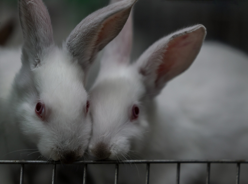 水塘村欣源种养殖专业合作社拍摄的兔子。