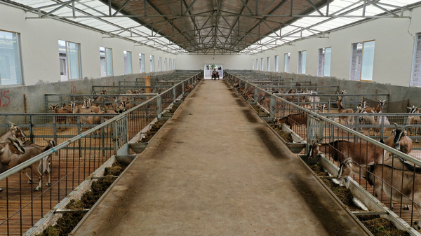 黔北麻羊养殖基地。