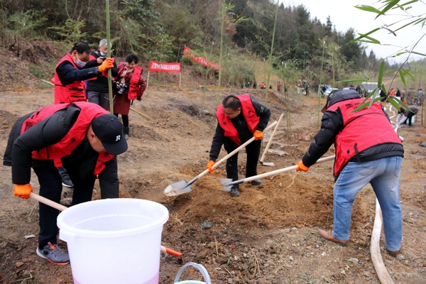 1月28日，清镇市志愿者植树场景。