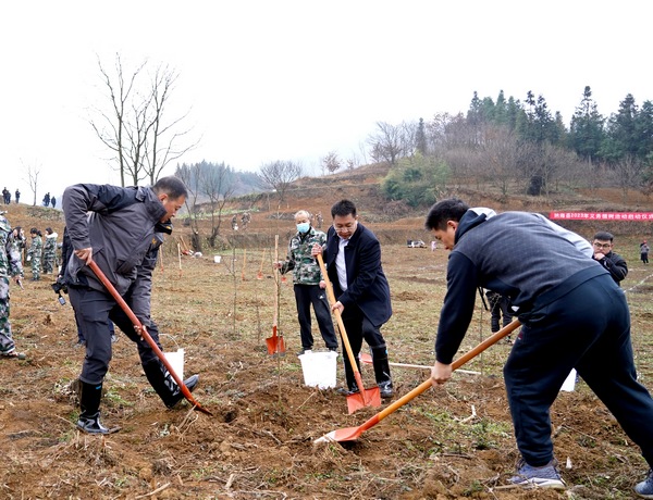 2023年1月28日，贵州省纳雍县寨乐镇戈乐村义务植树点，领导干部在植树。杨英摄