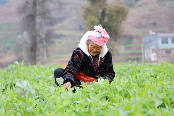 1月26日，威宁县金钟镇寨营村菜农在掐豌豆尖。