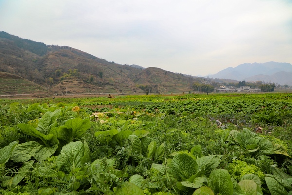 1月26日，威宁县金钟镇夸都坝子绿油油的菜地。