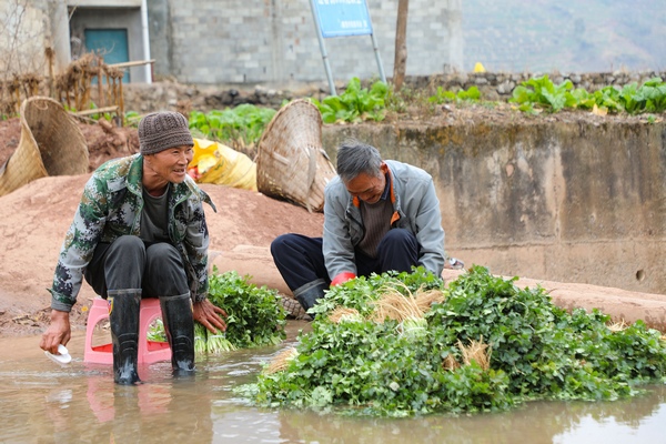 1月26日，威宁县金钟镇寨营村菜农在小河里清洗香菜。