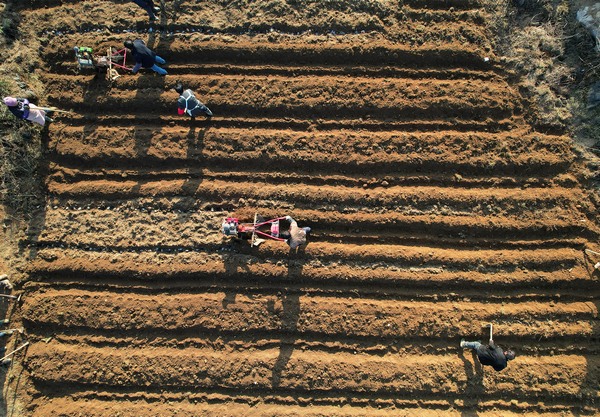 1月29日，在百里杜鹃管理区沙厂乡兴隆村拍摄的村民正在种植马铃薯（陈金贵摄）.jpg