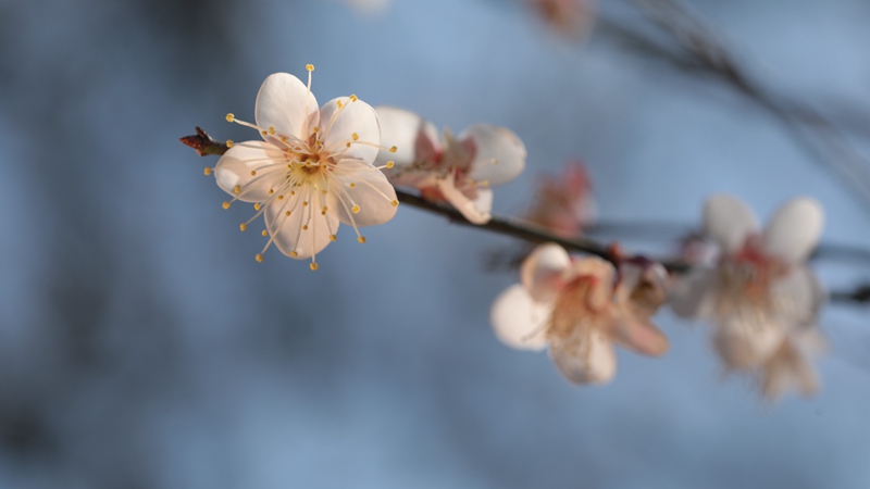 4、万亩梅花盛开时 。