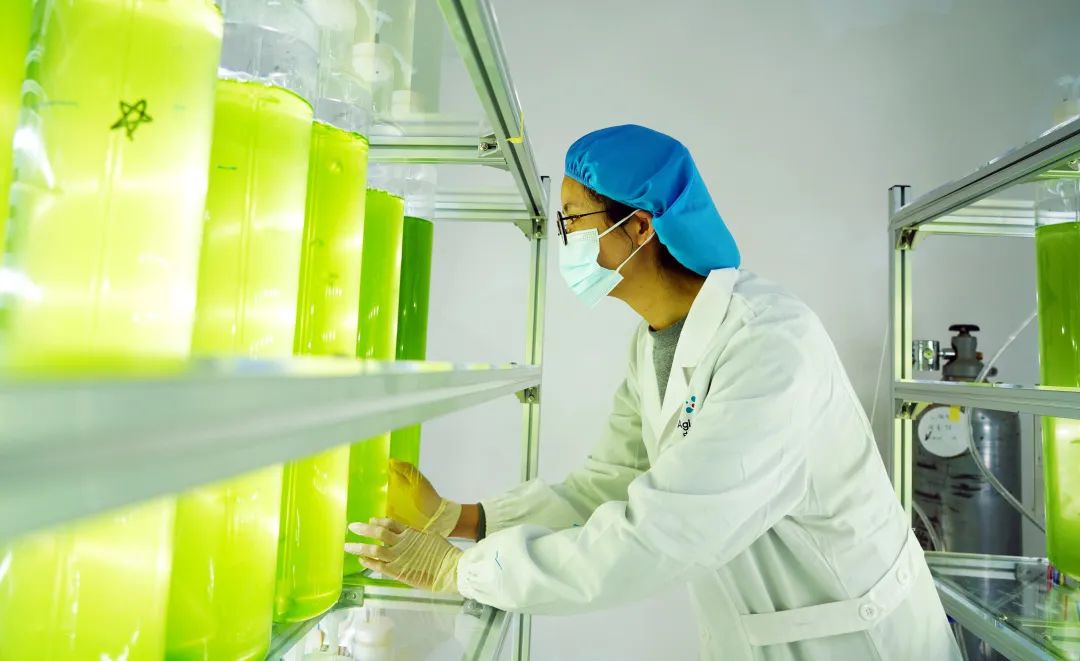 （图片1）贵州中铭生物科技有限公司研究人员正在观察藻细胞