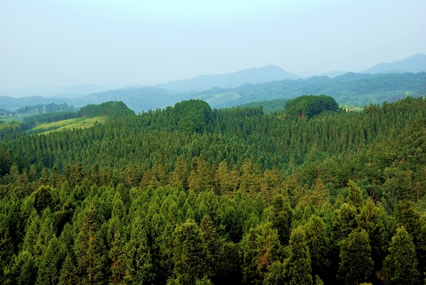 貴州林業風光。黎平縣林業局供圖
