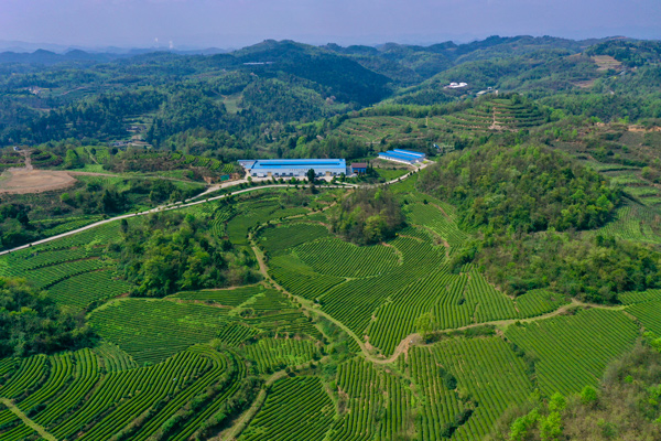 贵州金沙迈出茶产业发展新步伐。