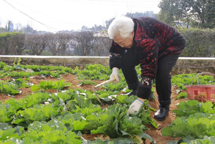 老人正在收割蔬菜。