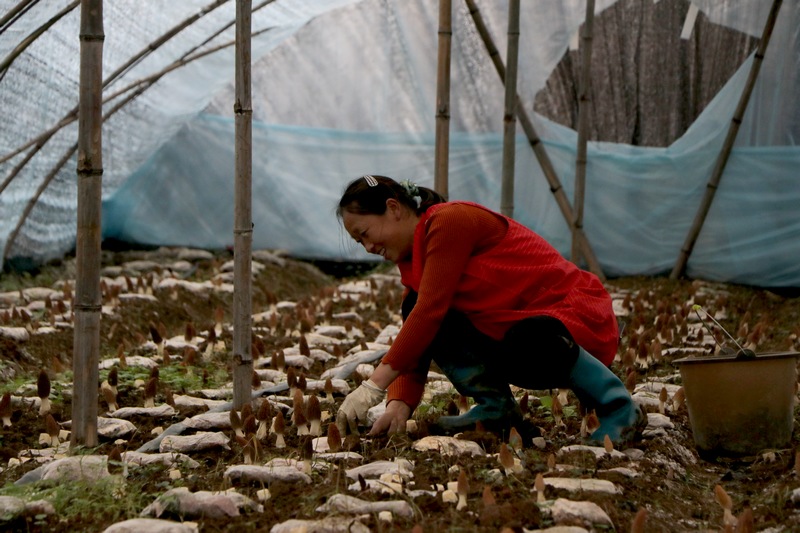 村民正在采摘羊肚菌。