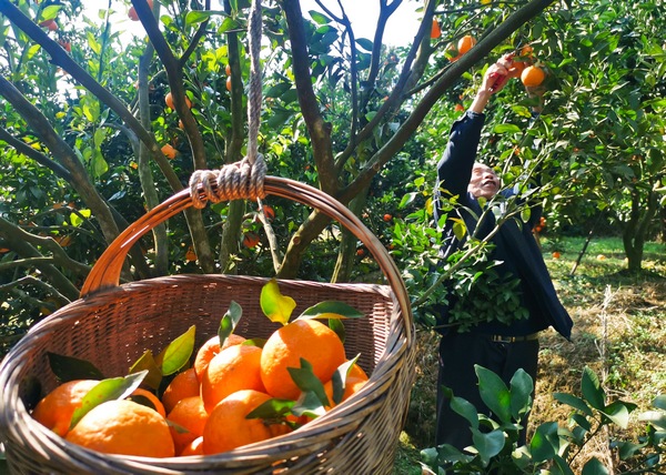 七星關區清水鋪鎮橙滿園社區果農正採摘臍橙。文杰攝