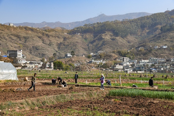2月6日，威宁县金钟镇夸都社区群众在田间地头忙活种植早熟玉米。赵庆能摄