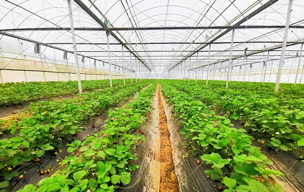 清鎮駱家橋高標准蔬菜基地草莓種植大棚內。