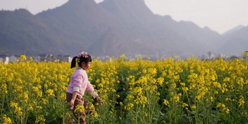 思南：油菜花开 春的气息扑面而来