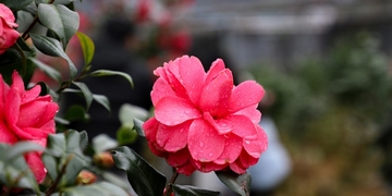 天柱：山茶花开春意浓