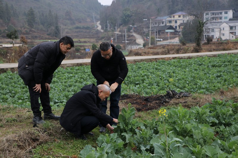 农技人员正在查看油菜生长情况。