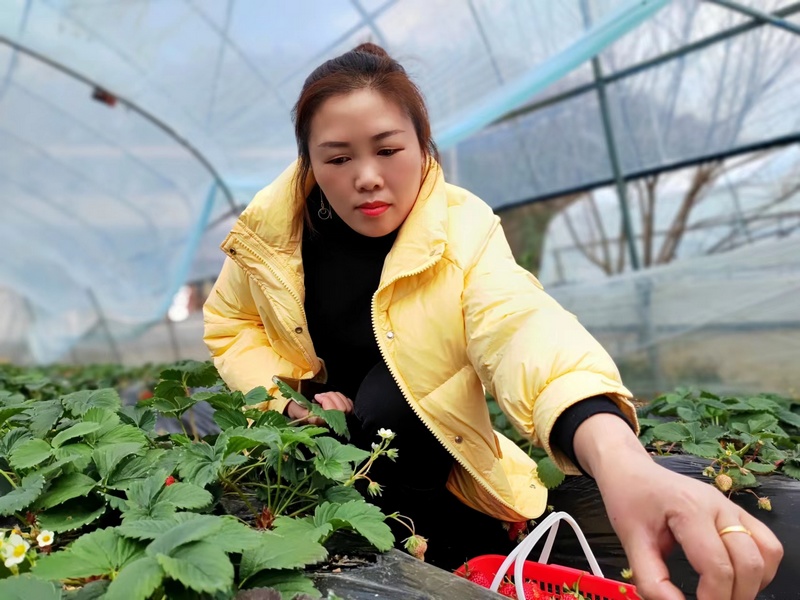2月13日，游客在貴州省大方縣東關鄉白泥草莓種植基地採摘草莓。鐘歡攝
